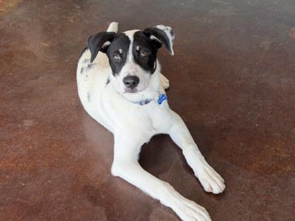Enlarge Ollie, a Adoptable mixed breed in San Antonio, TX image 2/3
