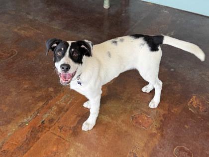Enlarge Ollie, a Adoptable mixed breed in San Antonio, TX image 3/3
