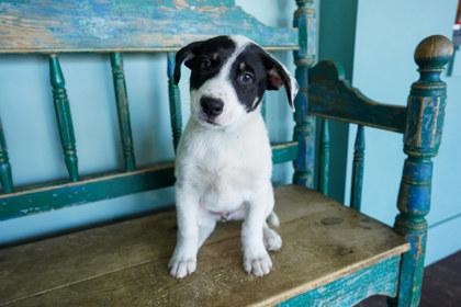 Ollie, a Adoptable mixed breed in San Antonio, TX image 2/2