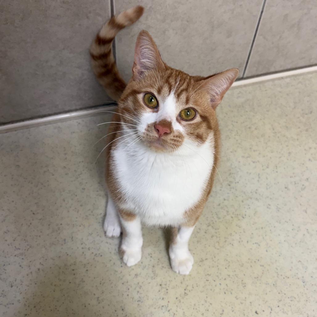 Enlarge Phoenix, a ADOPTABLE Domestic Short Hair in Fenton, MI image 2/2