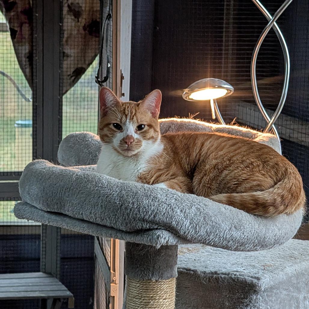 Enlarge Phoenix, a ADOPTABLE Domestic Short Hair in Fenton, MI image 1/2