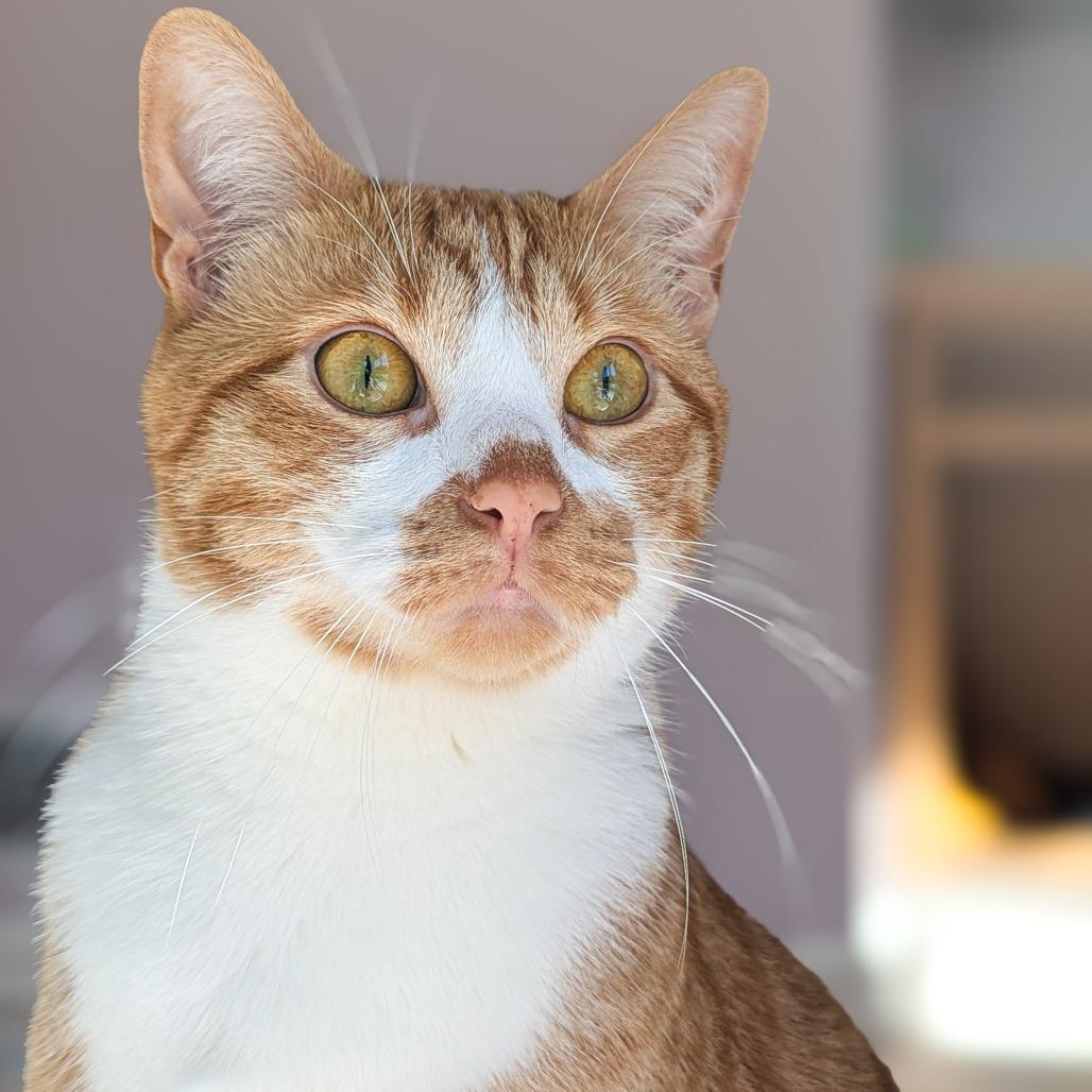 Colby, Adoptable, Adult Male Domestic Short Hair.