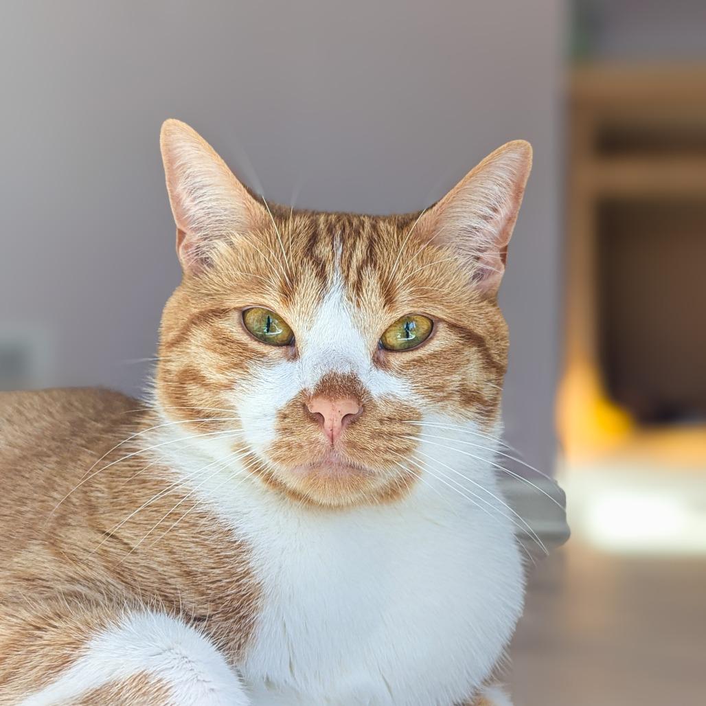 Enlarge Colby, a Adoptable Domestic Short Hair in Fenton, MI image 2/4