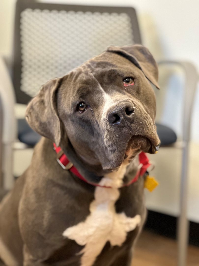 Dog for adoption Chloe, a Cane Corso & Pit Bull Terrier Mix in