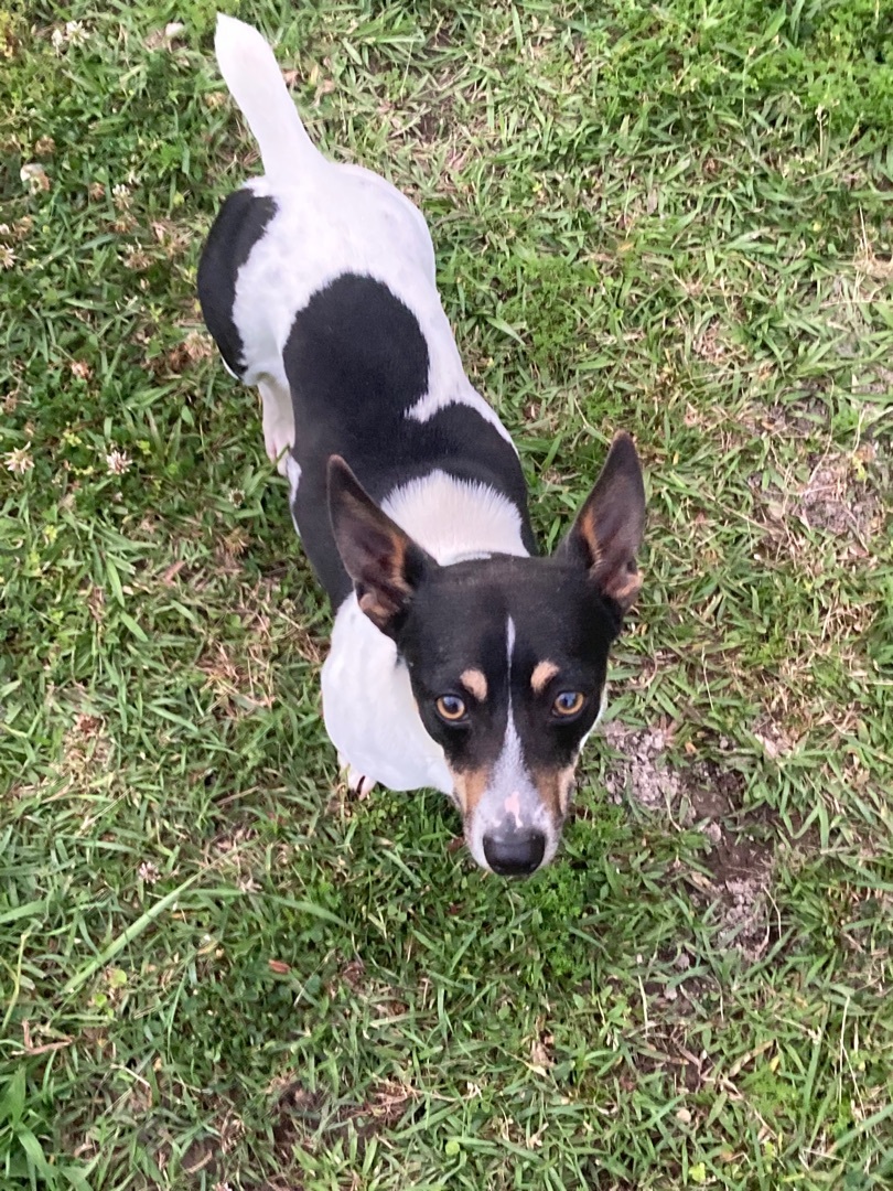 Puddles, Adult Male Rat Terrier
