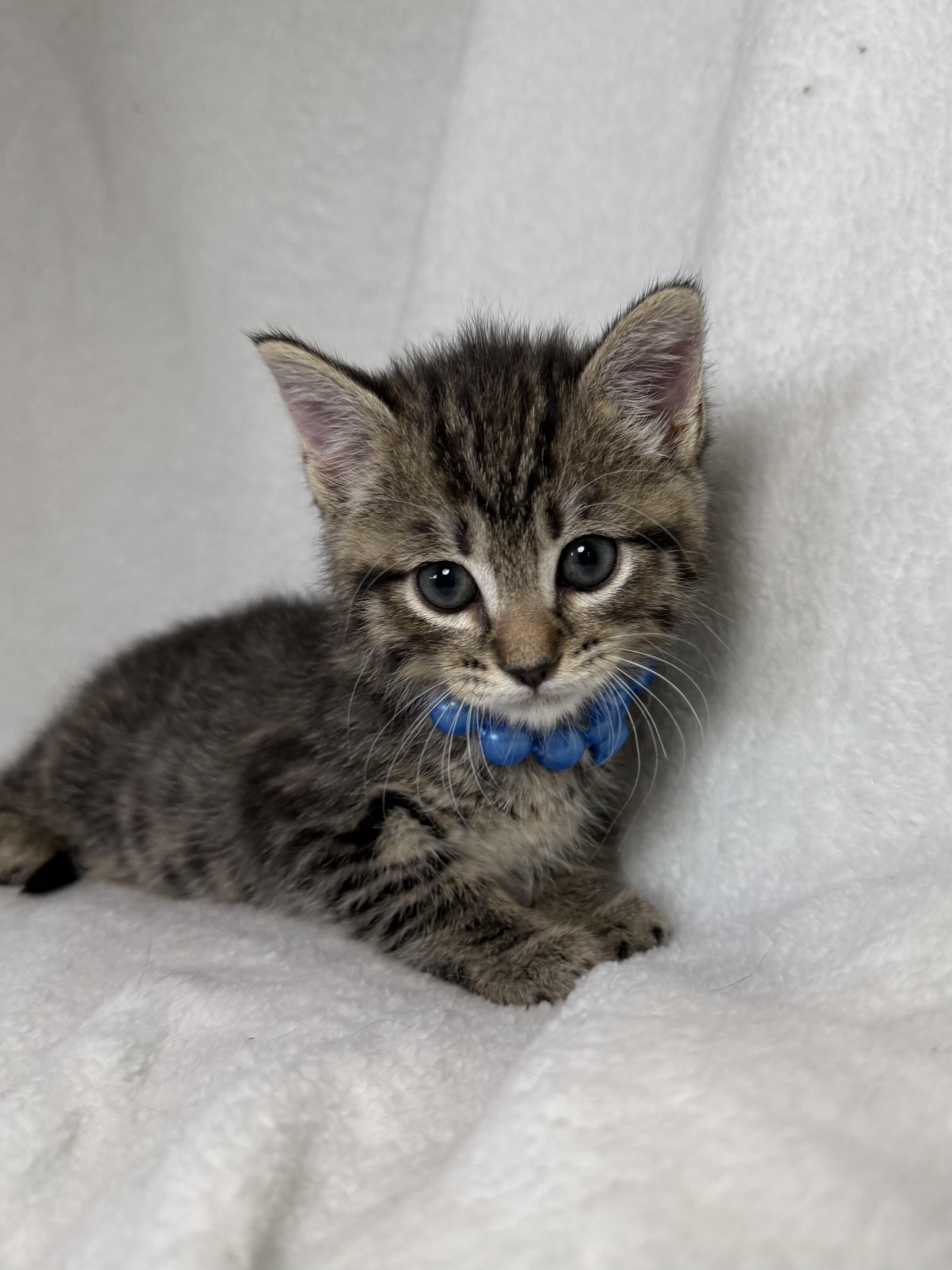 Enlarge Spanky, a ADOPTABLE mixed breed in Greensboro, NC image 2/2