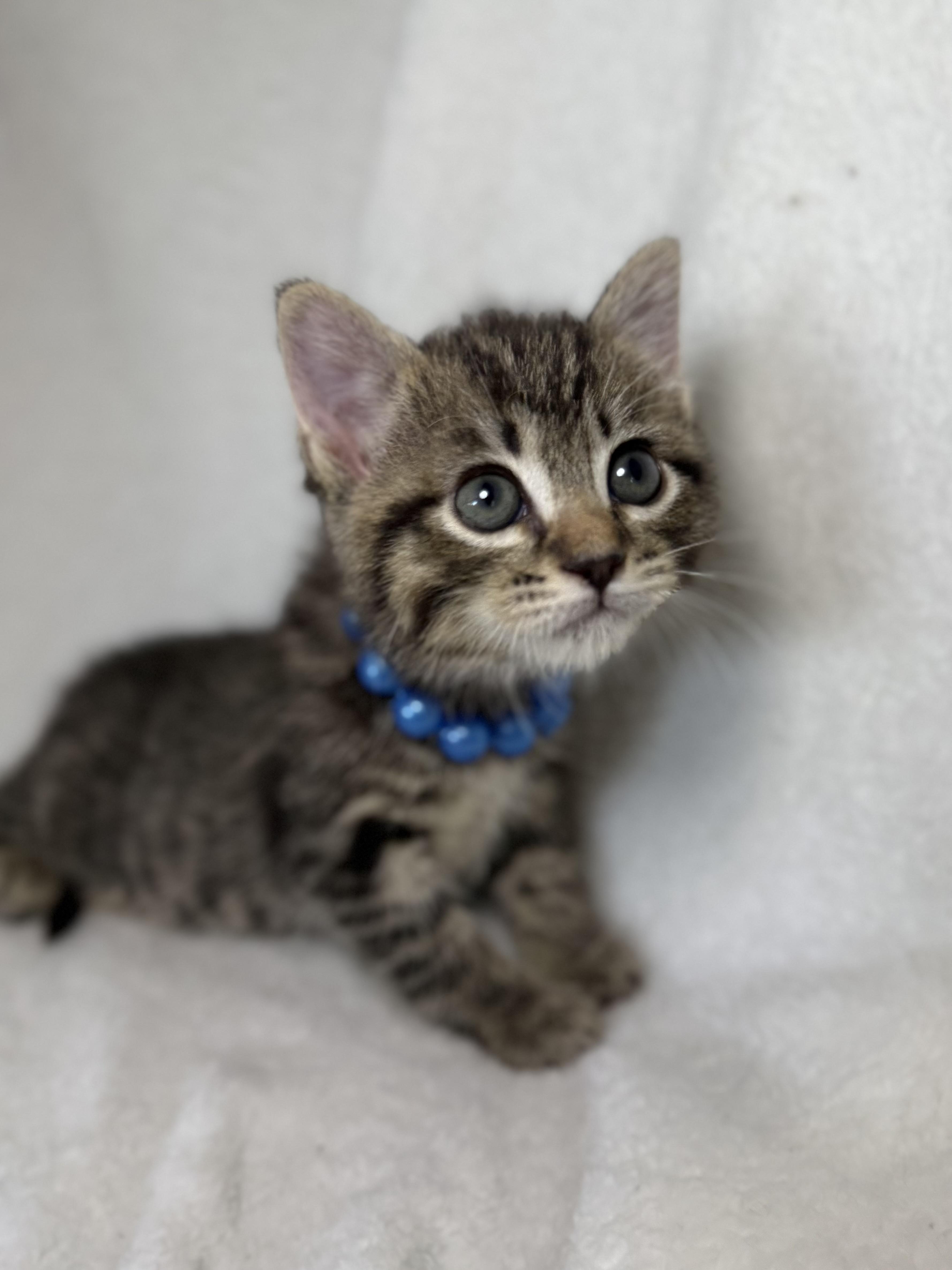 Spanky, ADOPTABLE, Kitten Male Domestic Short Hair & Tabby.