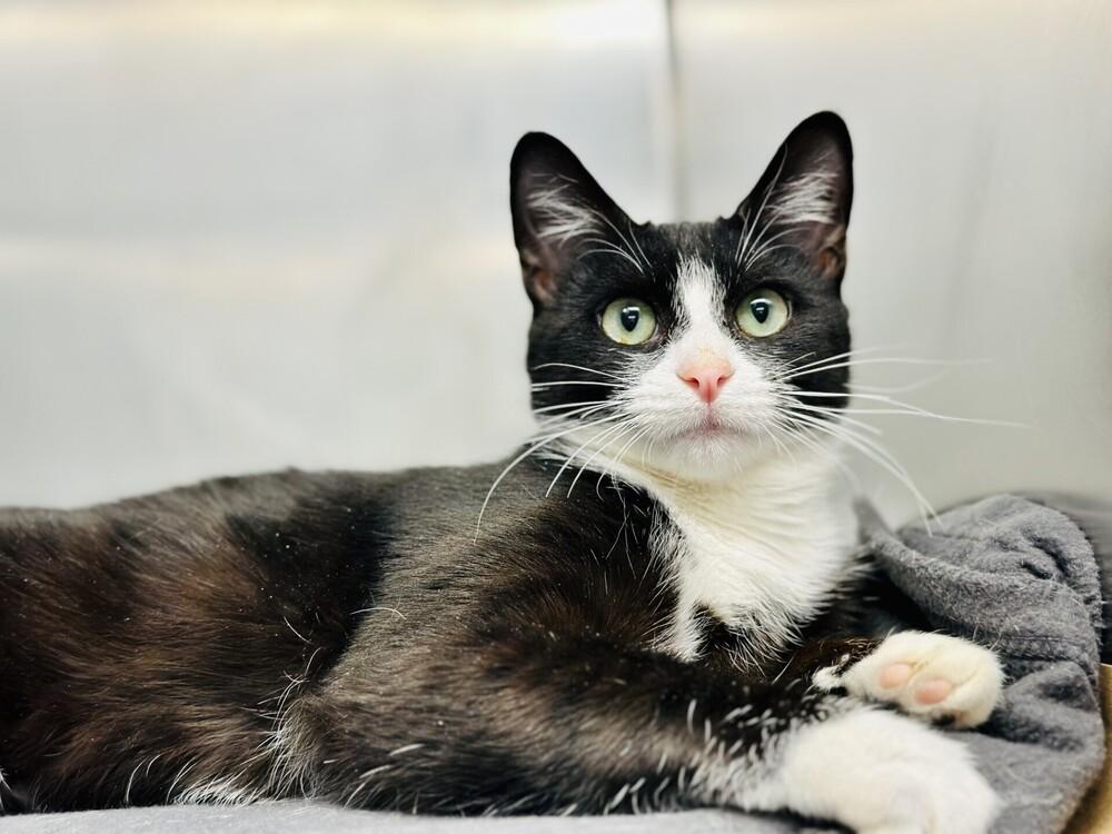 Enlarge Ayden, a Adoptable Domestic Short Hair in Milltown, NJ image 1/1