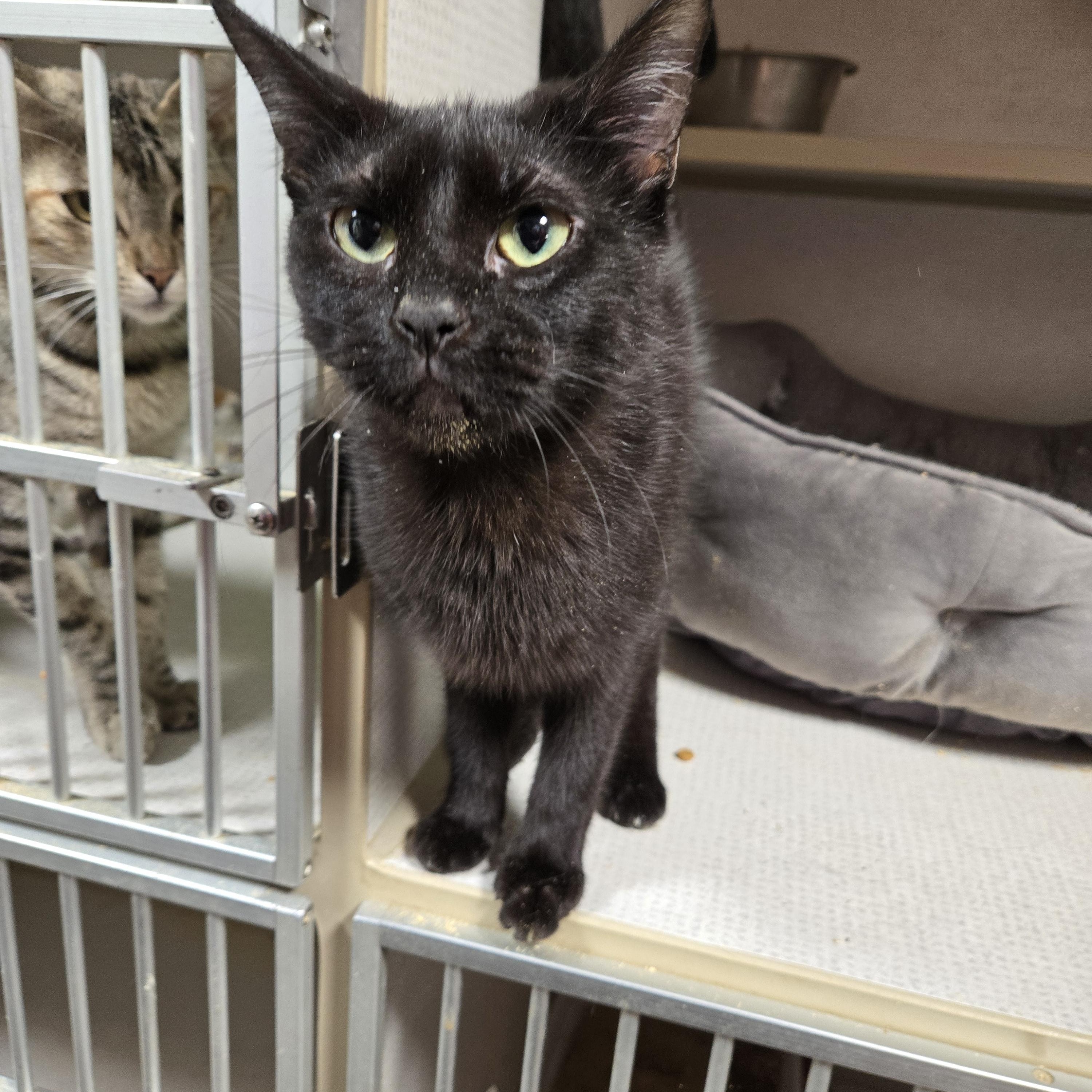 Enlarge Licorice, a Adoptable Domestic Short Hair in Graham, TX image 2/2