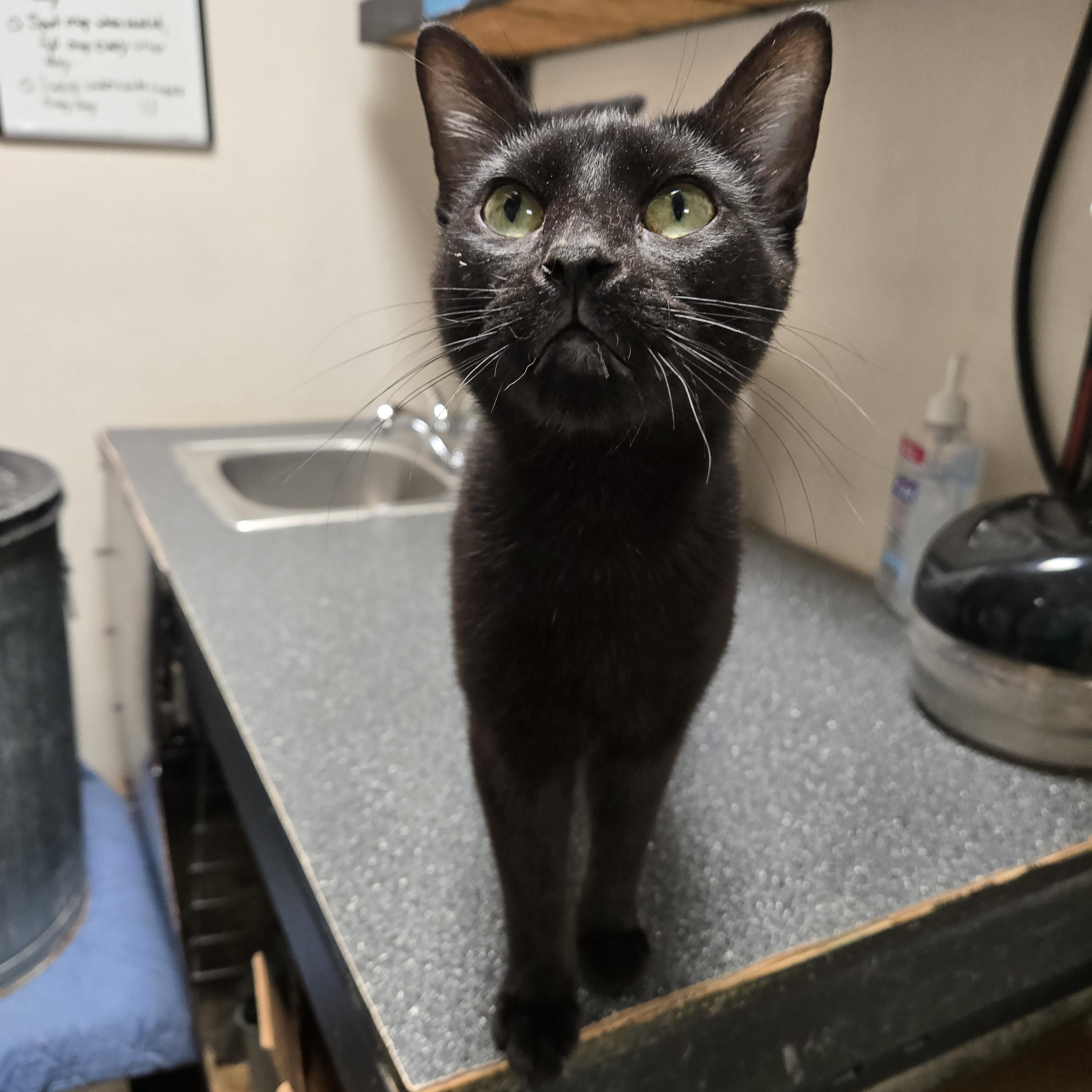 Enlarge Licorice, a Adoptable Domestic Short Hair in Graham, TX image 1/2