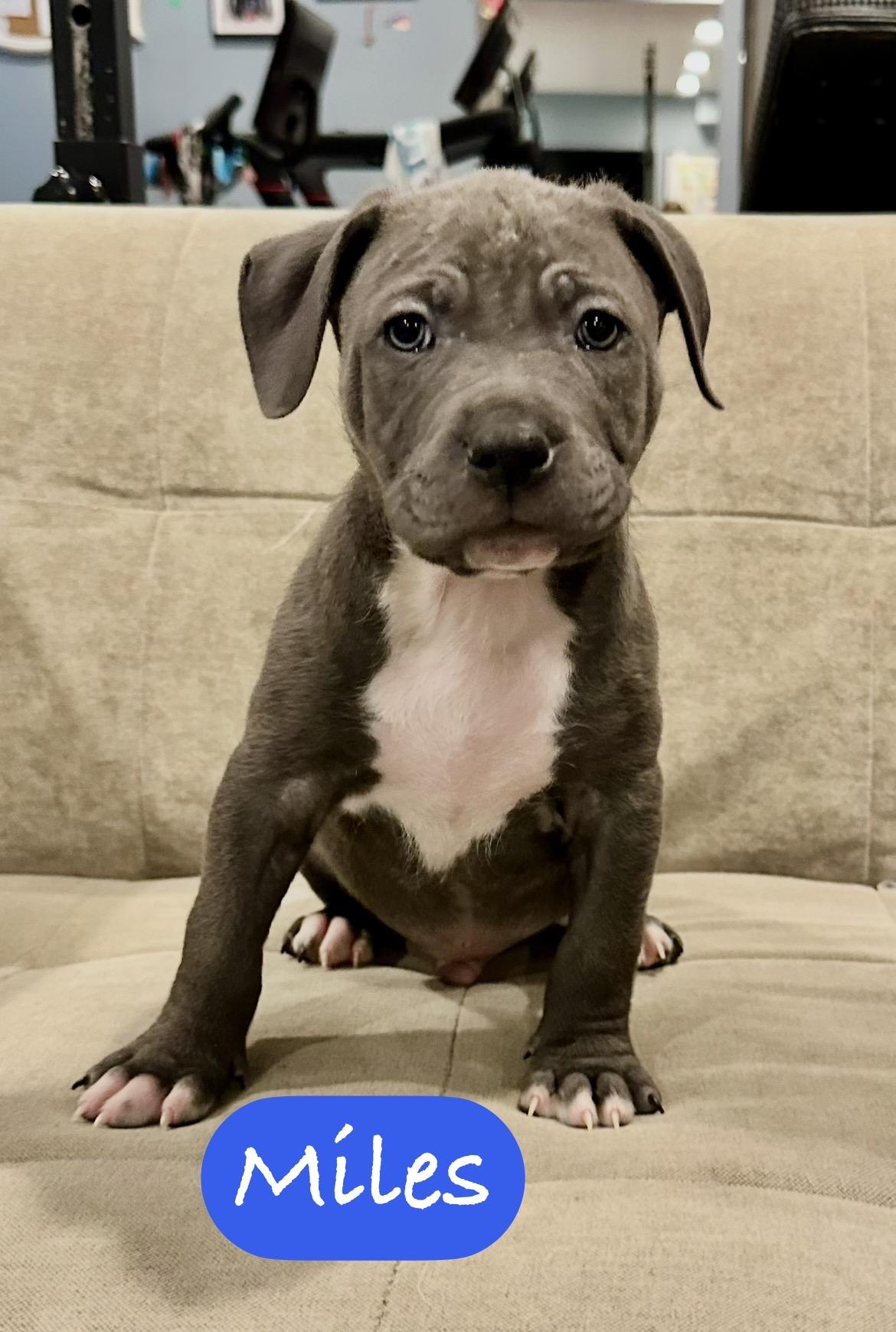 Miles , adopted, Puppy Male Pit Bull Terrier.