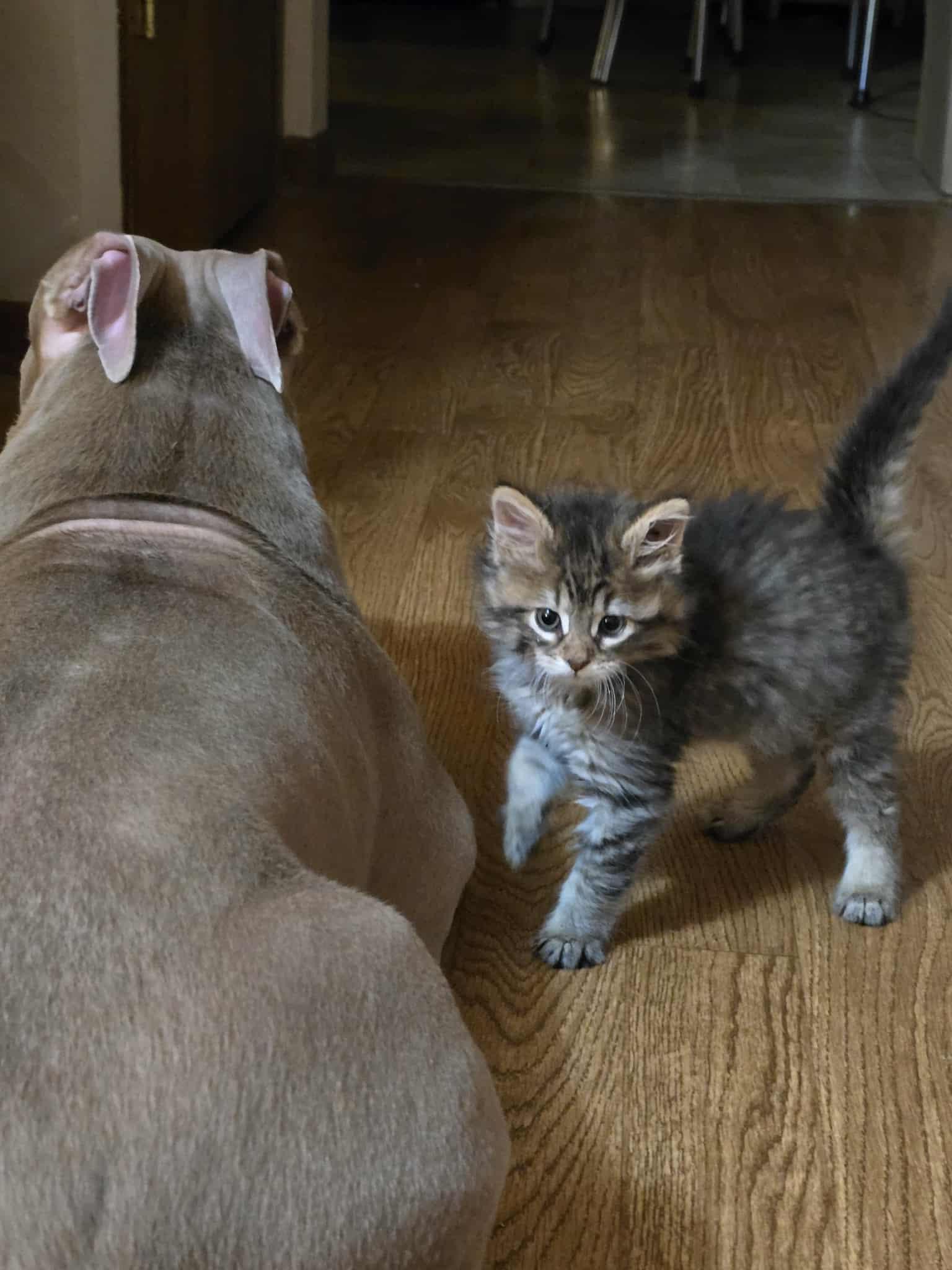 Caterpillar - Adoption Pending