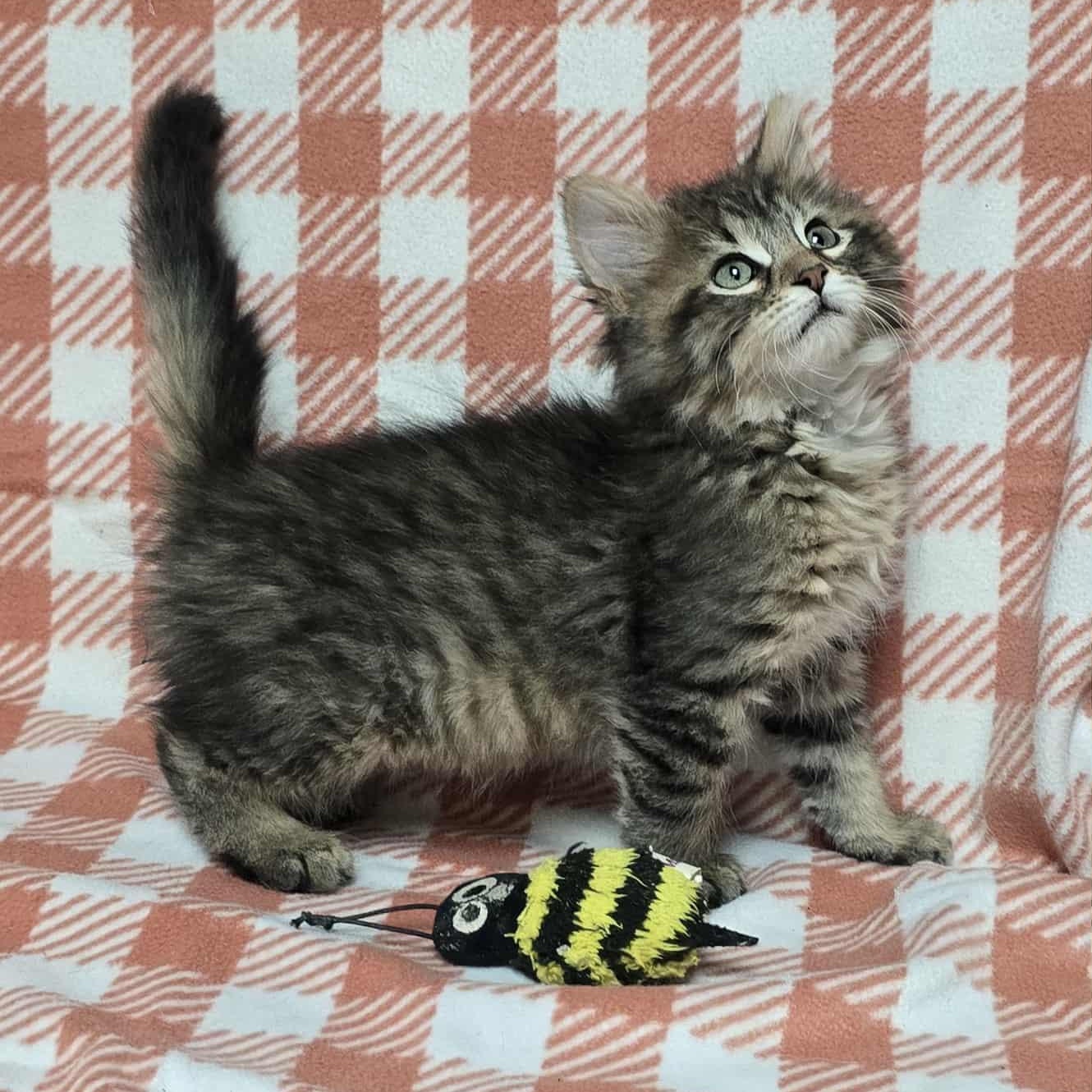 Caterpillar - Adoption Pending