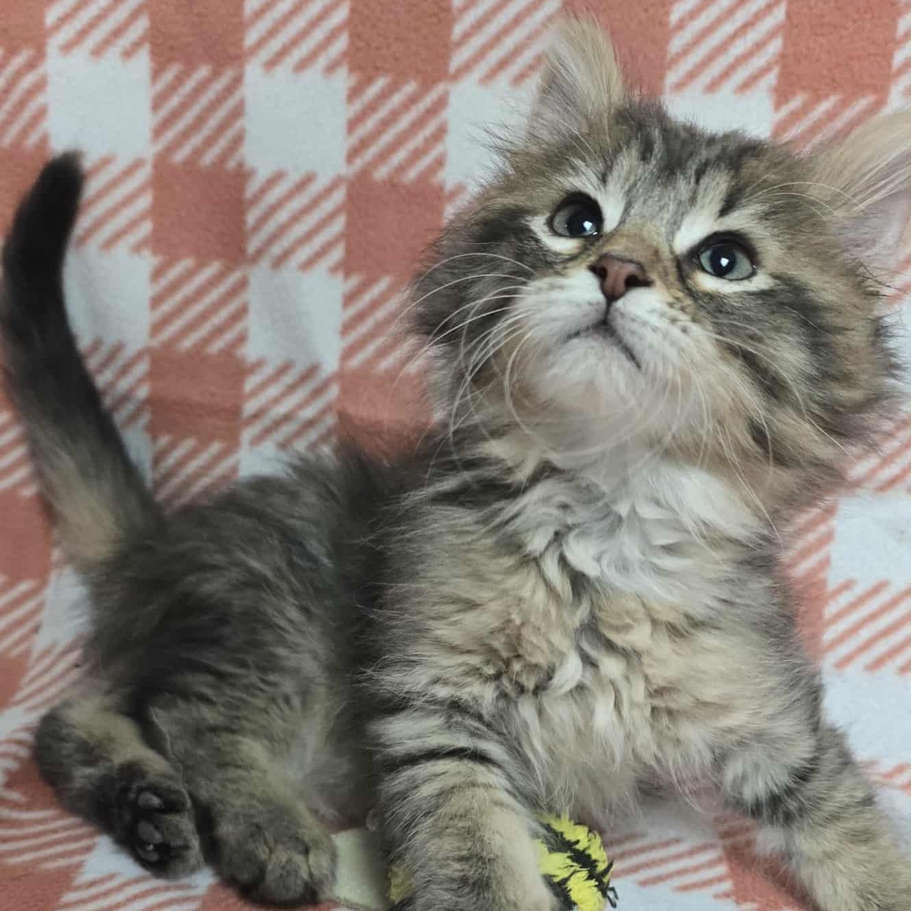 Caterpillar - Adoption Pending