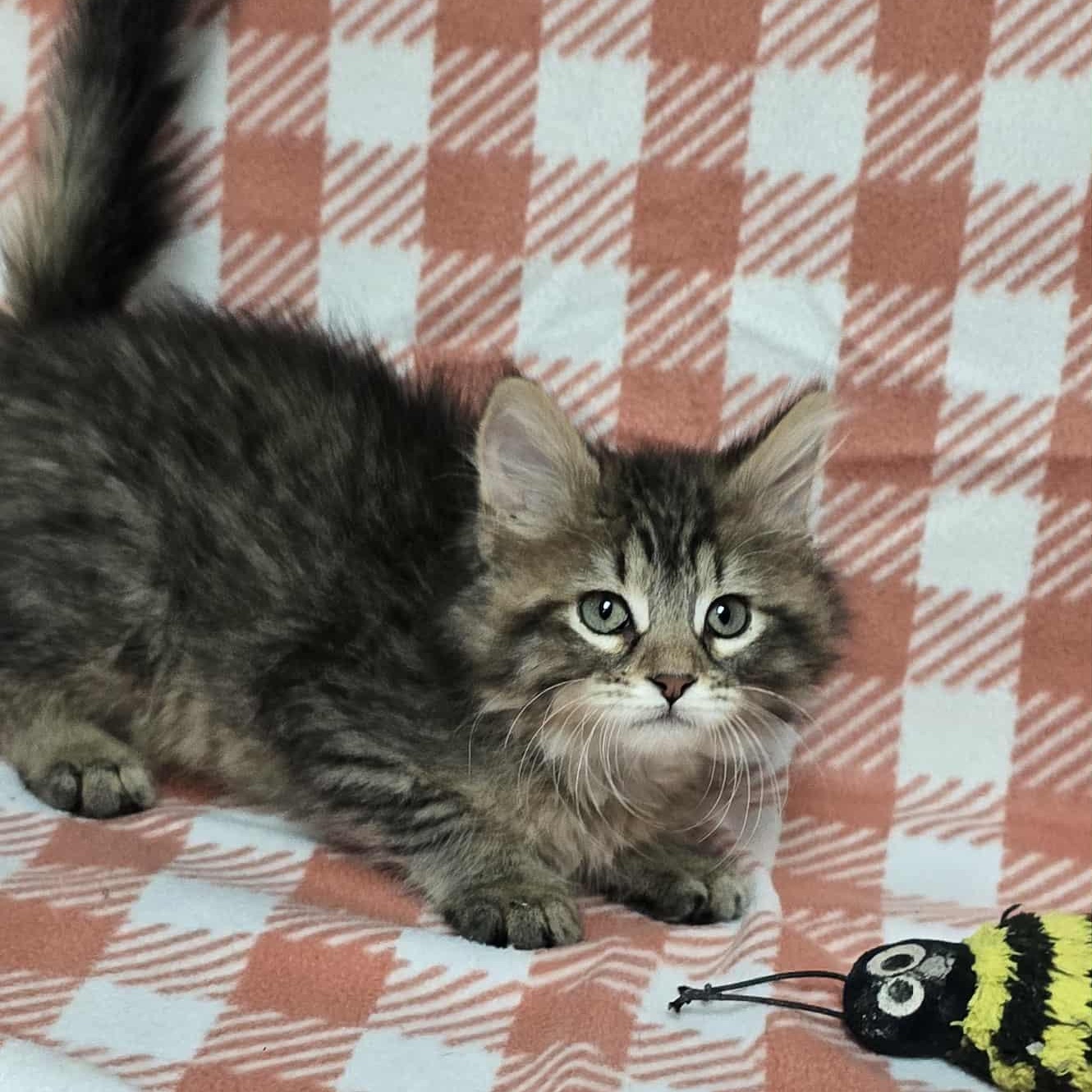 Caterpillar - Adoption Pending