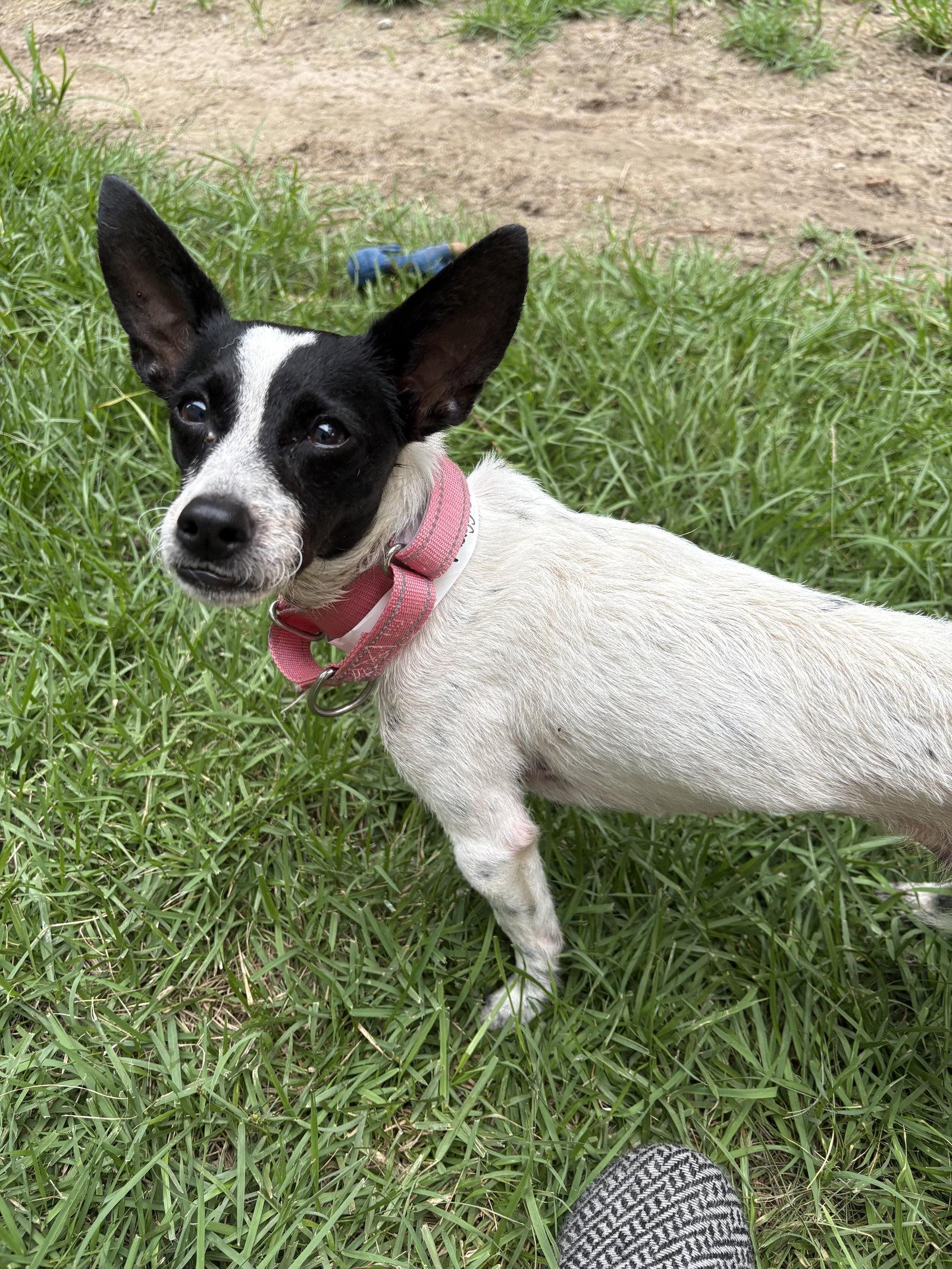 Maggie, Adoptable, Adult Female Rat Terrier.