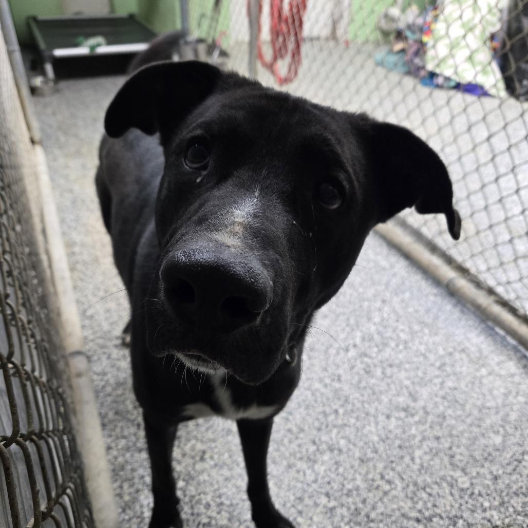 Mufasa 26-170, Adoptable, Young Male German Shepherd Dog.