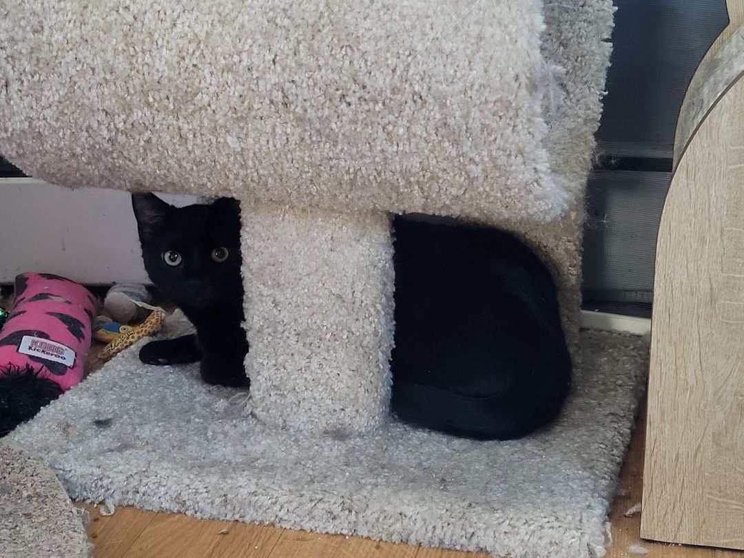 Clara (KL), a Adoptable Domestic Short Hair in Little Falls, NJ image 1/6