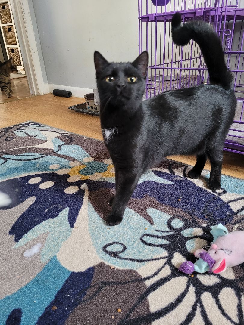 Clara (KL), a Adoptable Domestic Short Hair in Little Falls, NJ image 2/6