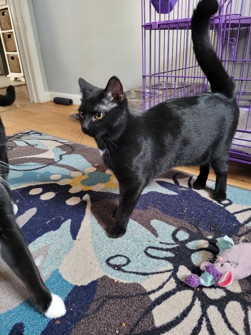 Clara (KL), a Adoptable Domestic Short Hair in Little Falls, NJ image 3/6