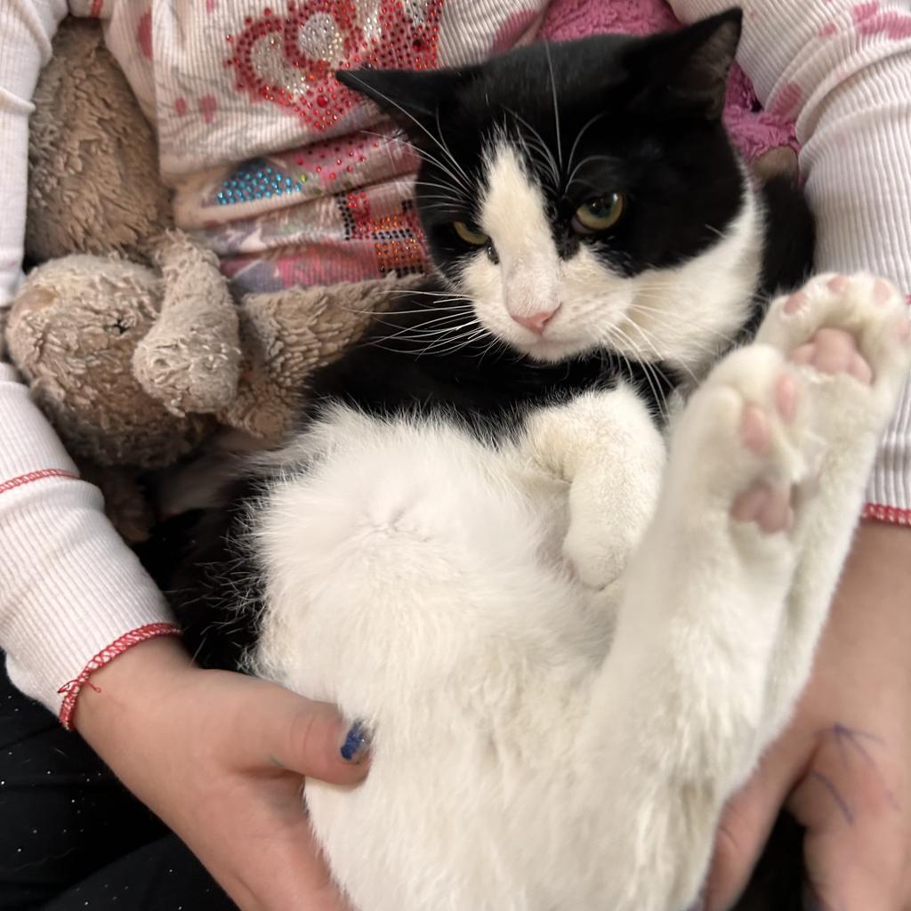 Mr. Emerald (Miro Baby 4), Adoptable, Adult Male Domestic Short Hair.