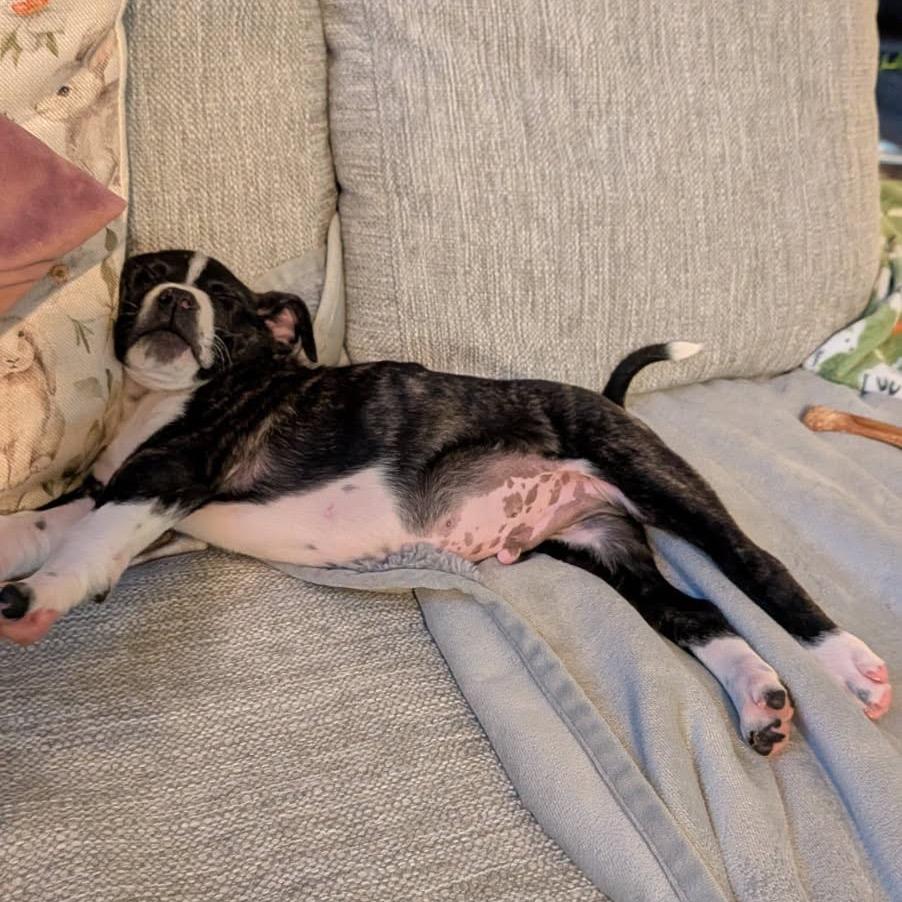 Mosquito, Adoptable, Puppy Male Cattle Dog & Mixed Breed.