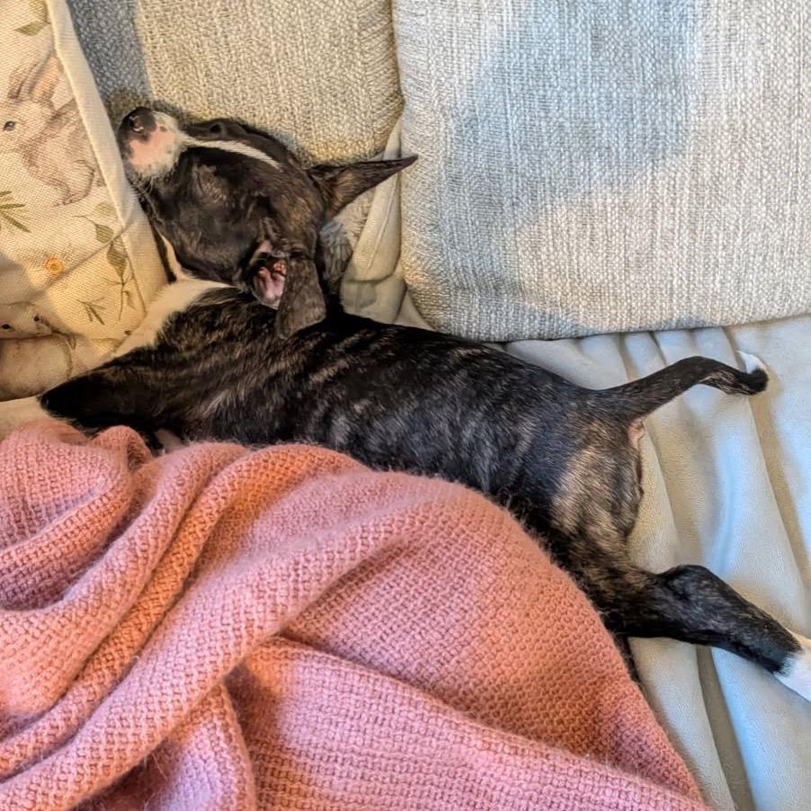 Mosquito, a Adoptable mixed breed in Tacoma, WA image 3/5