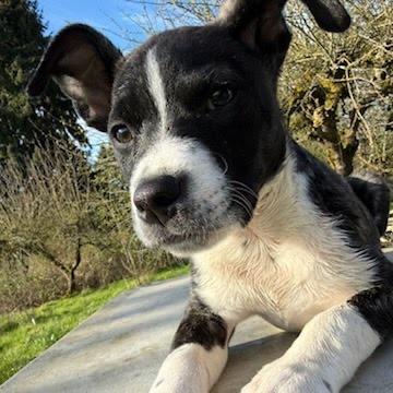 Enlarge Mosquito, a Adoptable mixed breed in Tacoma, WA image 4/6