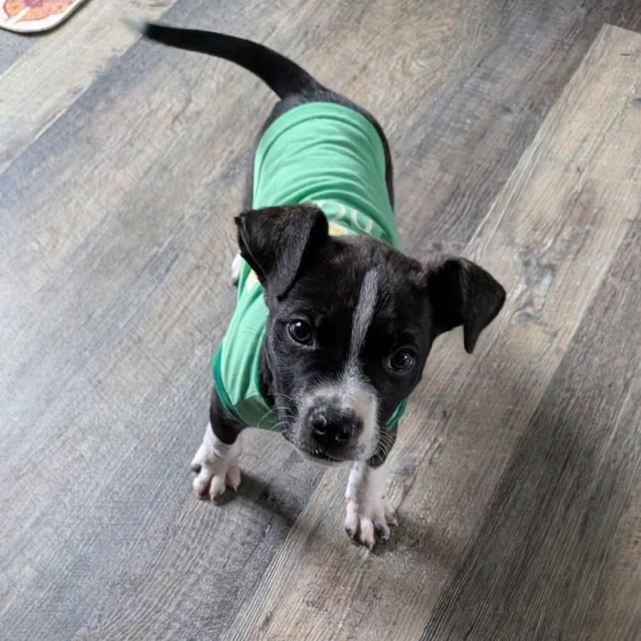 Mosquito, a Adoptable mixed breed in Tacoma, WA image 4/5