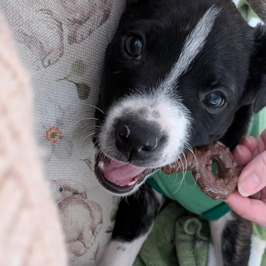 Mosquito, a Adoptable mixed breed in Tacoma, WA image 5/5