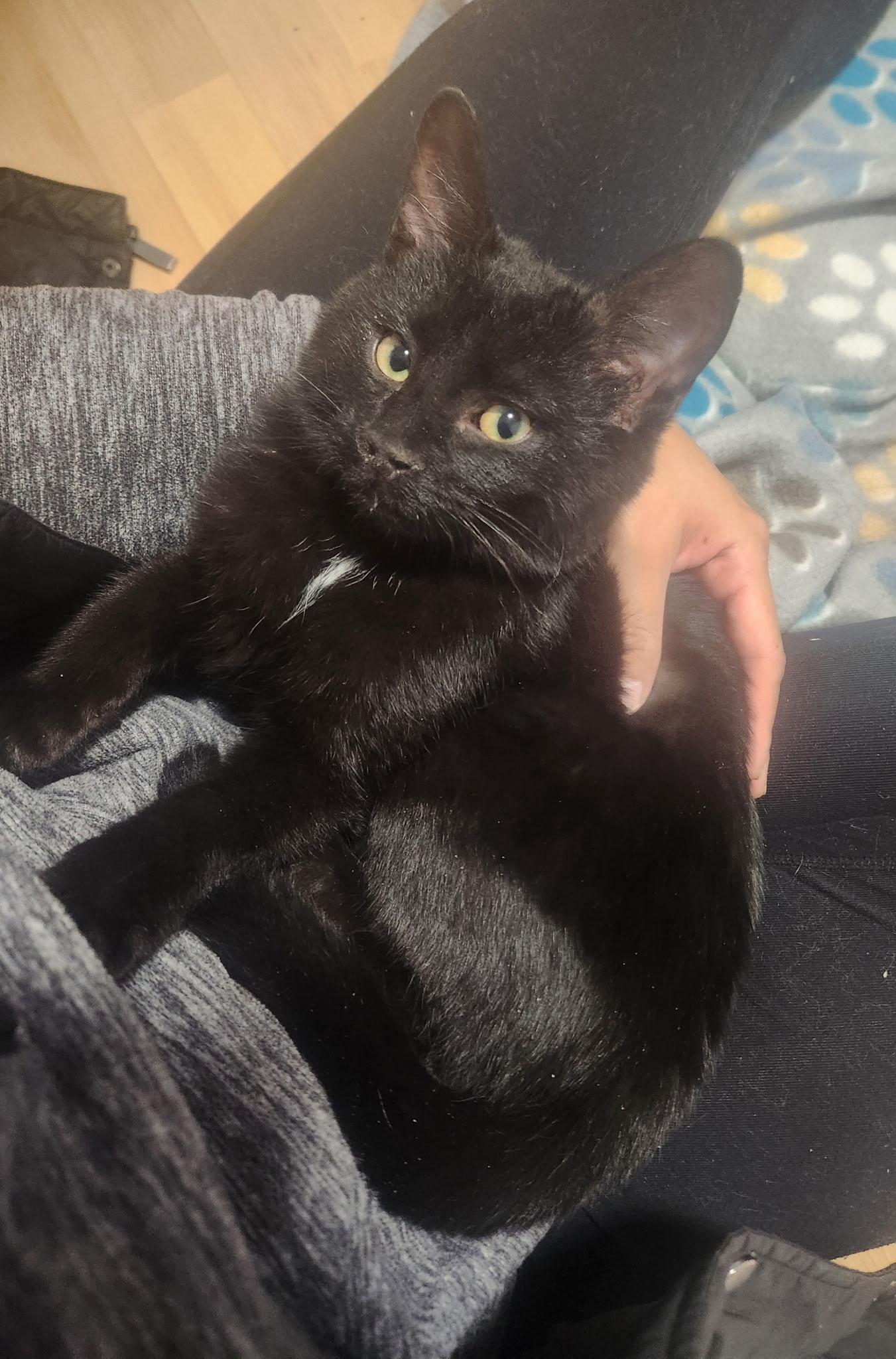 Enlarge Maui and Tinsel, a ADOPTABLE American Shorthair in Wadsworth, IL image 3/6