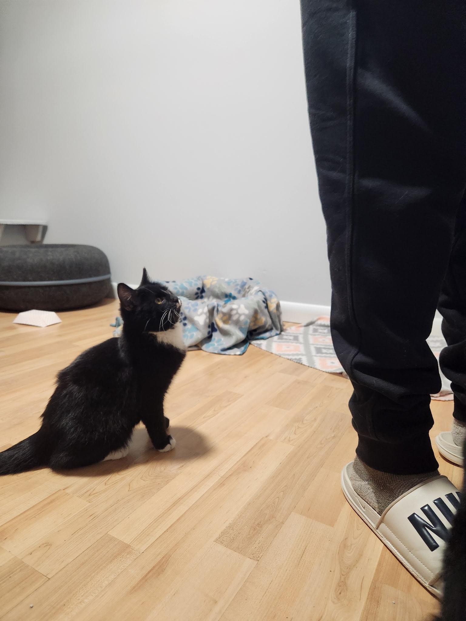 Enlarge Maui and Tinsel, a ADOPTABLE American Shorthair in Wadsworth, IL image 6/6