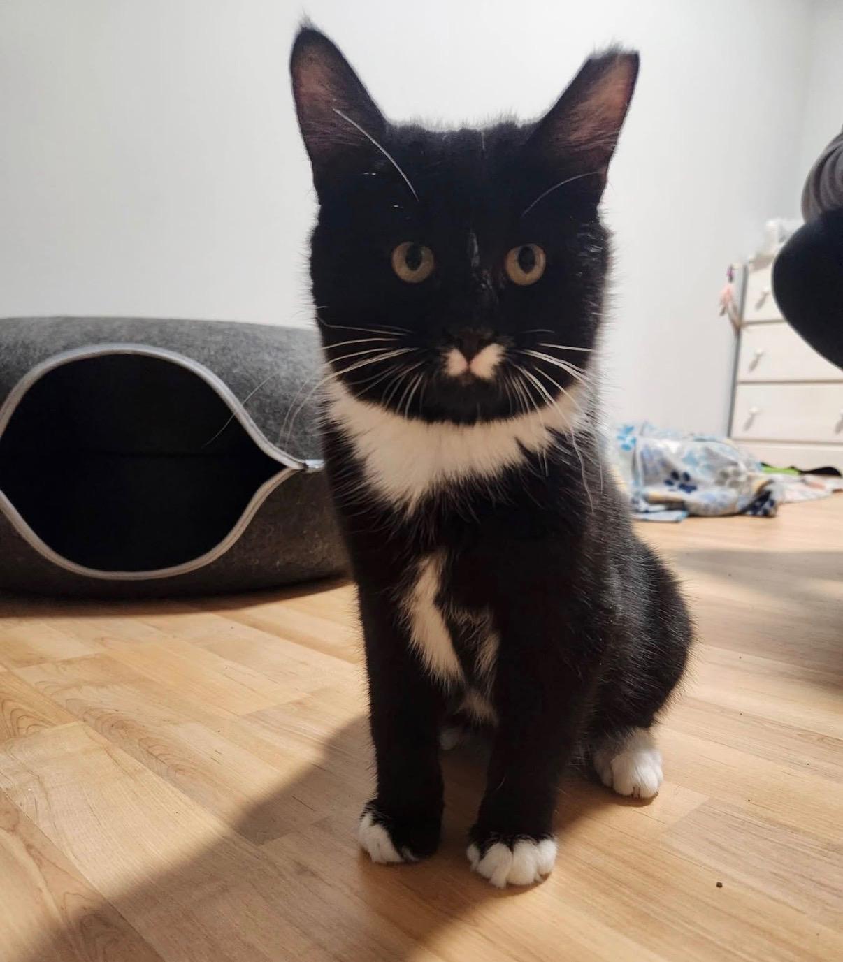 Enlarge Maui and Tinsel, a ADOPTABLE American Shorthair in Wadsworth, IL image 2/6