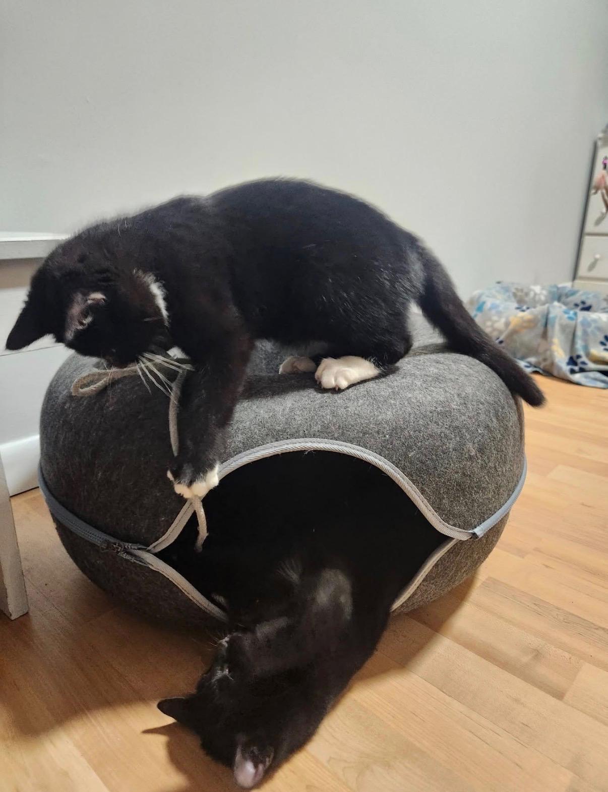 Enlarge Maui and Tinsel, a ADOPTABLE American Shorthair in Wadsworth, IL image 4/6