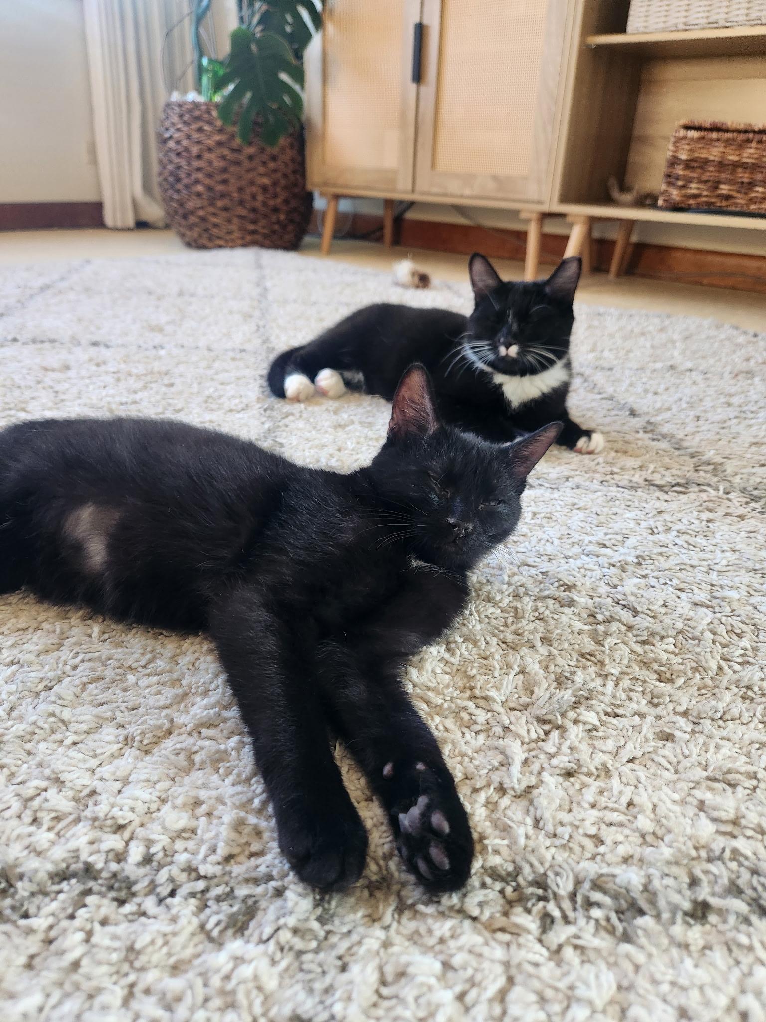 Maui and Tinsel, ADOPTABLE, Kitten Male American Shorthair.