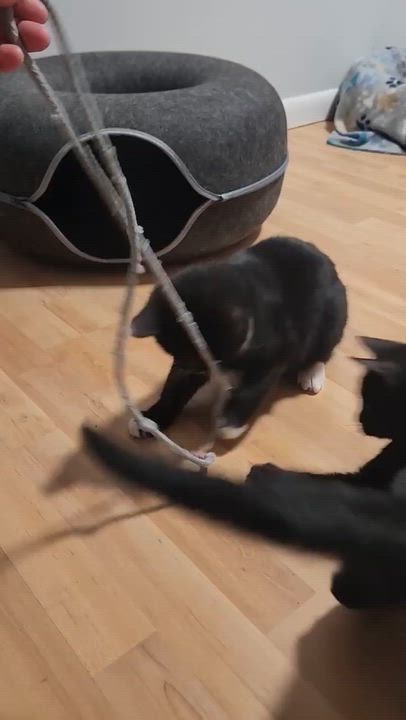 Enlarge Maui and Tinsel, a ADOPTABLE American Shorthair in Wadsworth, IL video 5/6