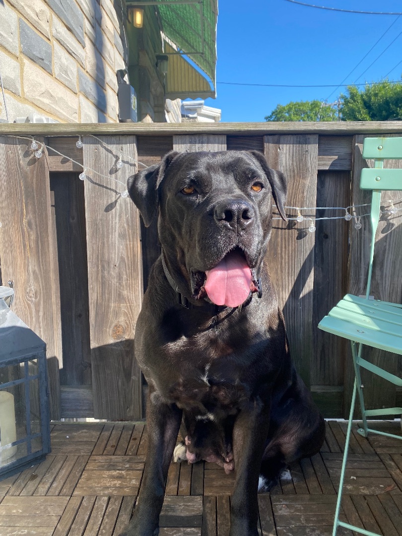 Enlarge Matumba, a Adopted Boerboel in Philadelphia, PA image 1/16