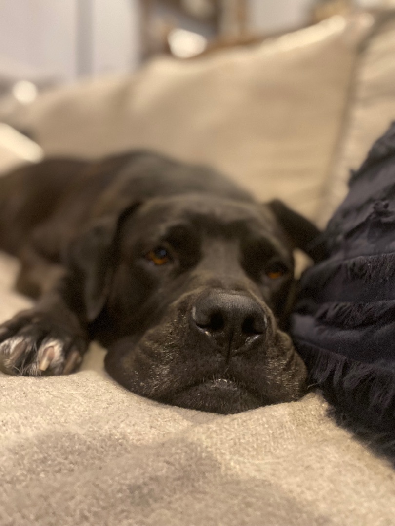 Enlarge Matumba, a Adopted Boerboel in Philadelphia, PA image 2/16