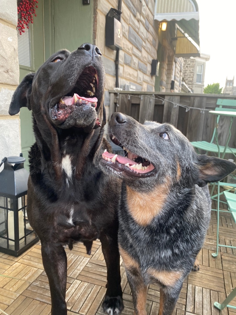 Enlarge Matumba, a Adopted Boerboel in Philadelphia, PA image 4/16