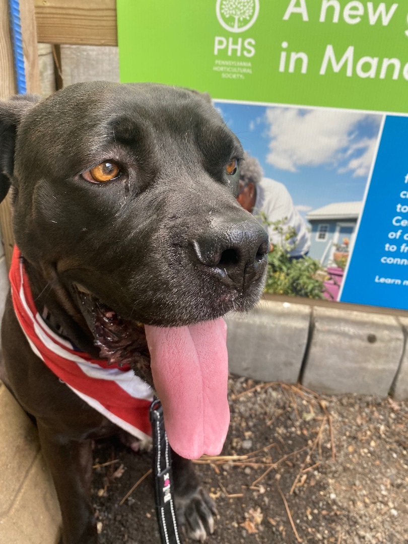 Enlarge Matumba, a Adopted Boerboel in Philadelphia, PA image 6/16