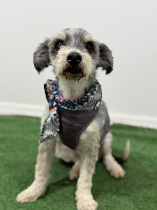 Dingo, an adoptable Havanese, Mixed Breed in Pasadena, CA, 91101 | Photo Image 1