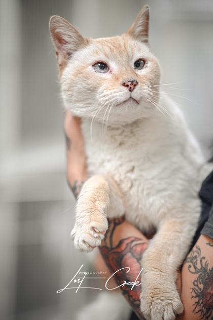 Enlarge Aspen, a Adoptable mixed breed in Kalispell, MT image 1/3