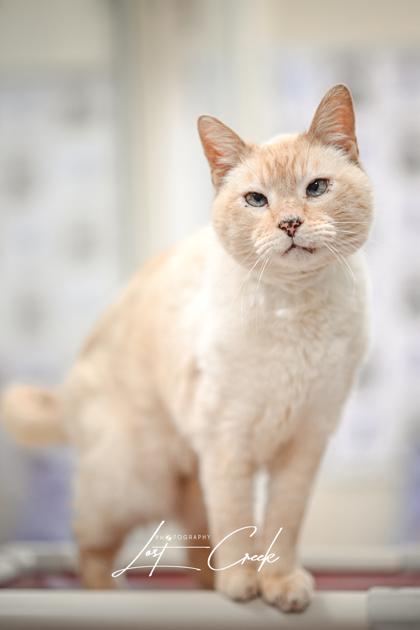 Enlarge Aspen, a Adoptable mixed breed in Kalispell, MT image 3/3