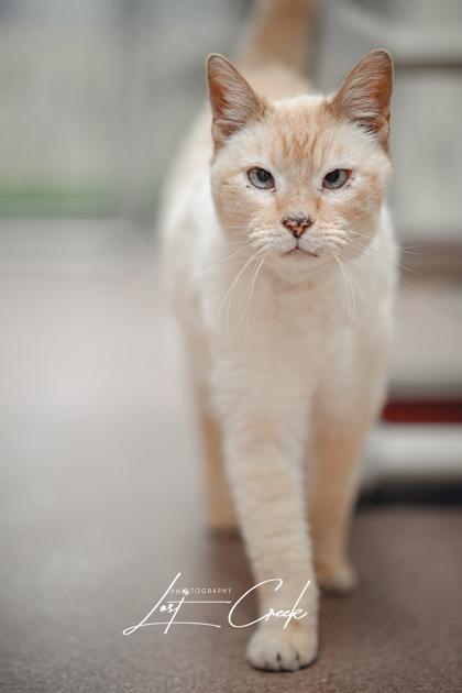 Enlarge Aspen, a Adoptable mixed breed in Kalispell, MT image 2/3