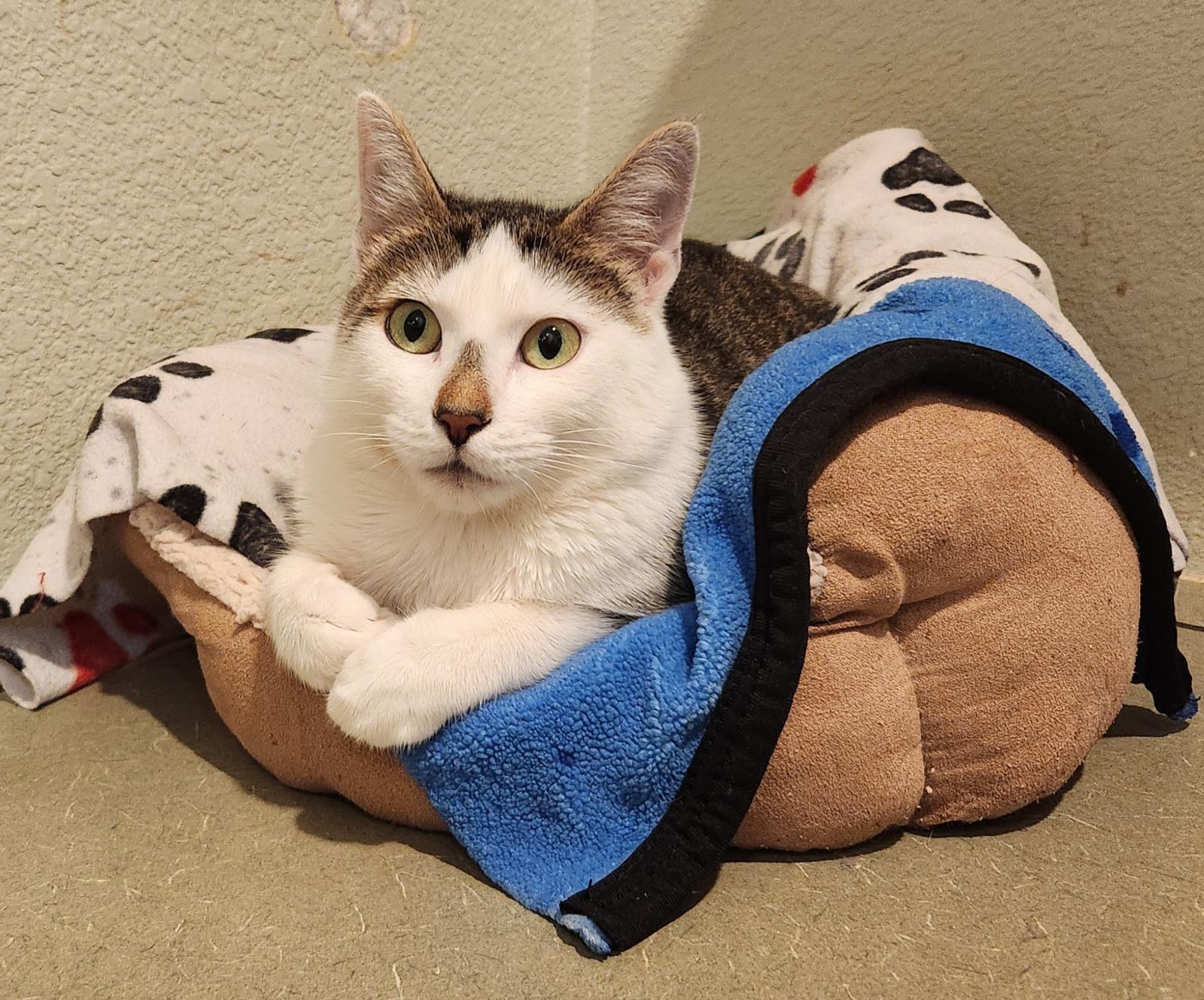 Enlarge Monica, a Adoptable mixed breed in Lincoln, CA image 2/4