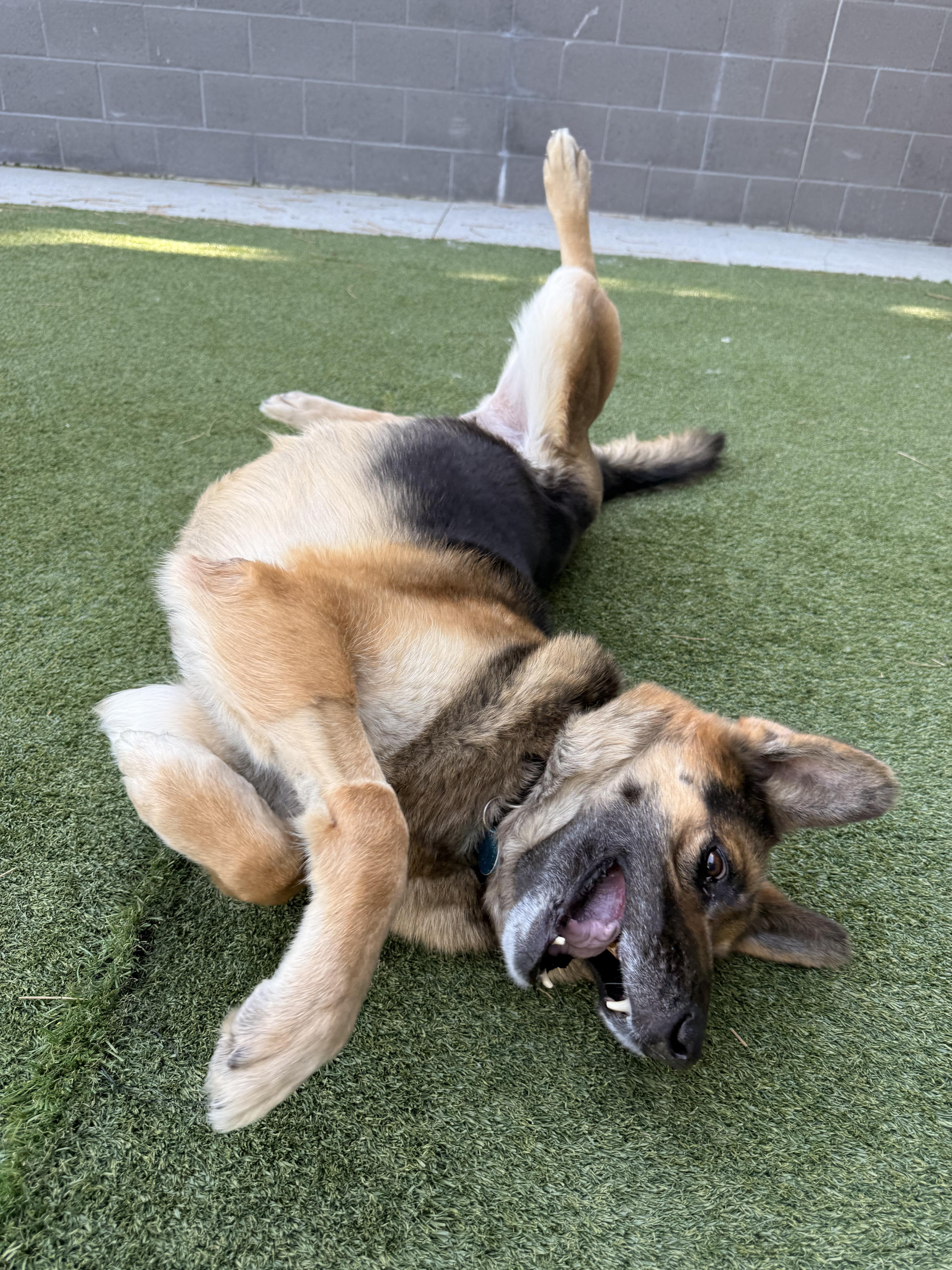 Enlarge Freya, an adopted Mixed Breed in Truckee, CA image 3/4