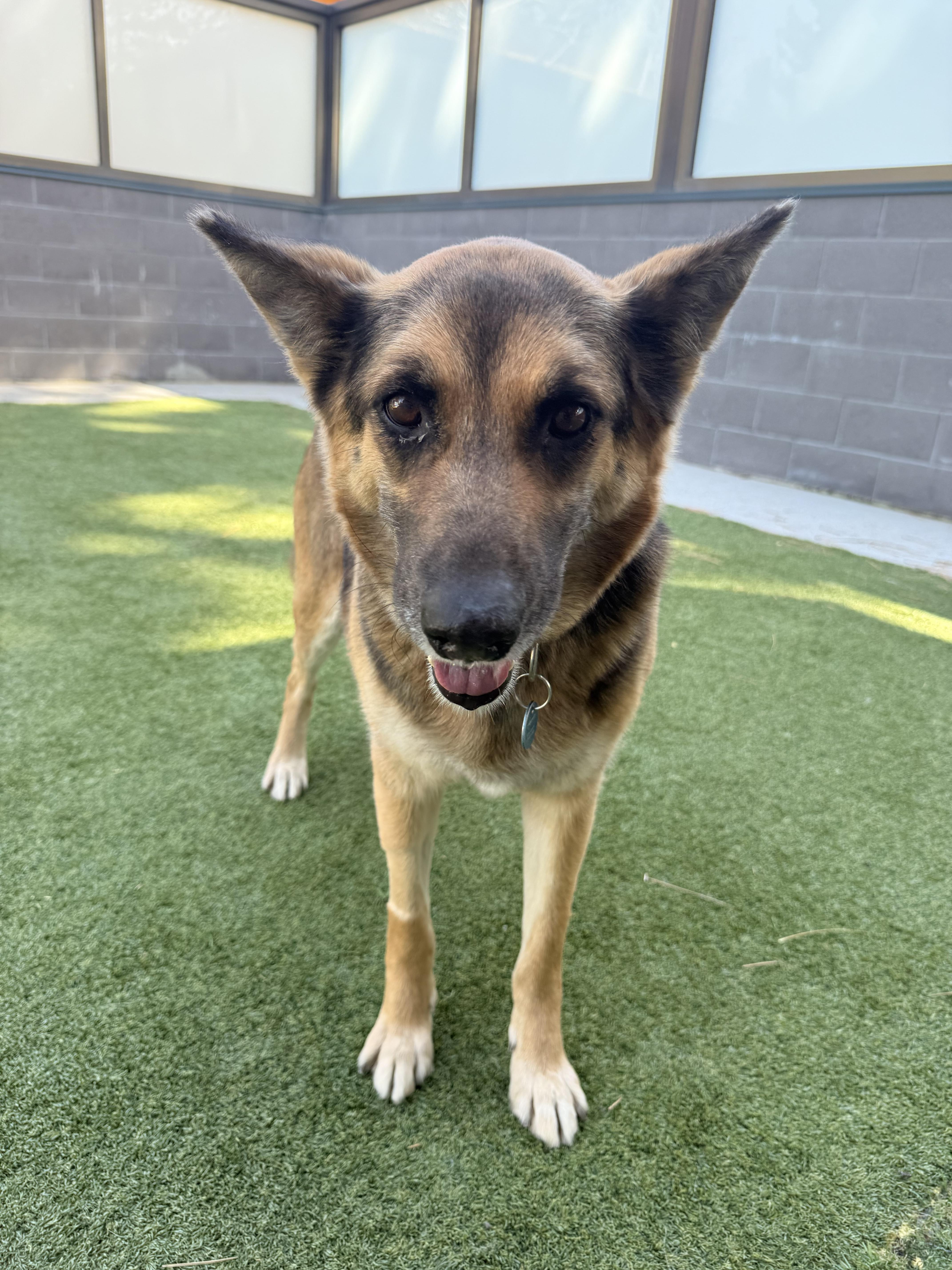 Enlarge Freya, an adopted Mixed Breed in Truckee, CA image 2/4