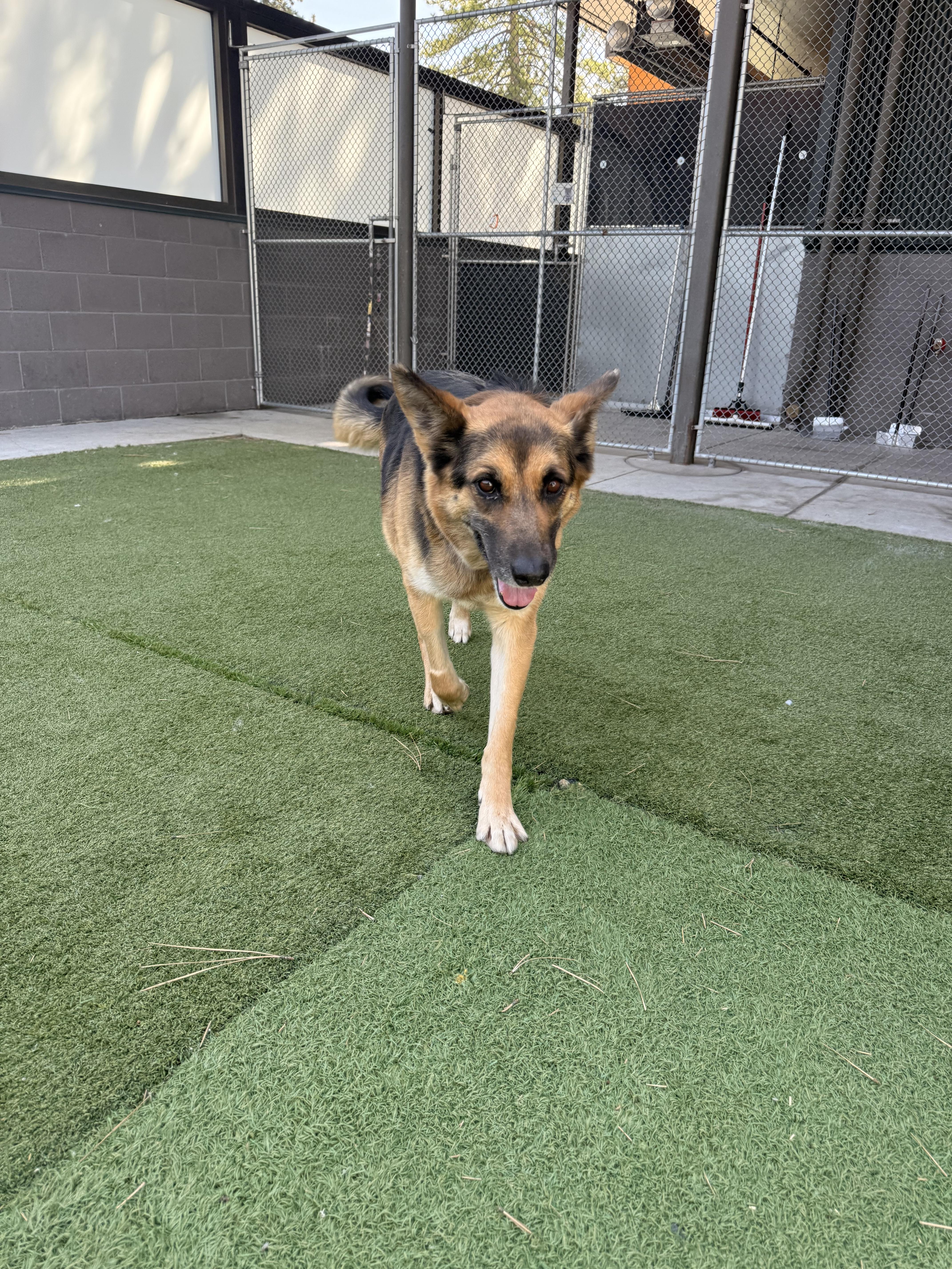 Enlarge Freya, an adopted Mixed Breed in Truckee, CA image 4/4