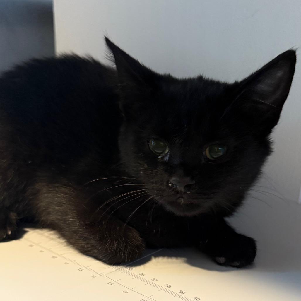 Raven, Adoptable, Kitten Male Domestic Short Hair.