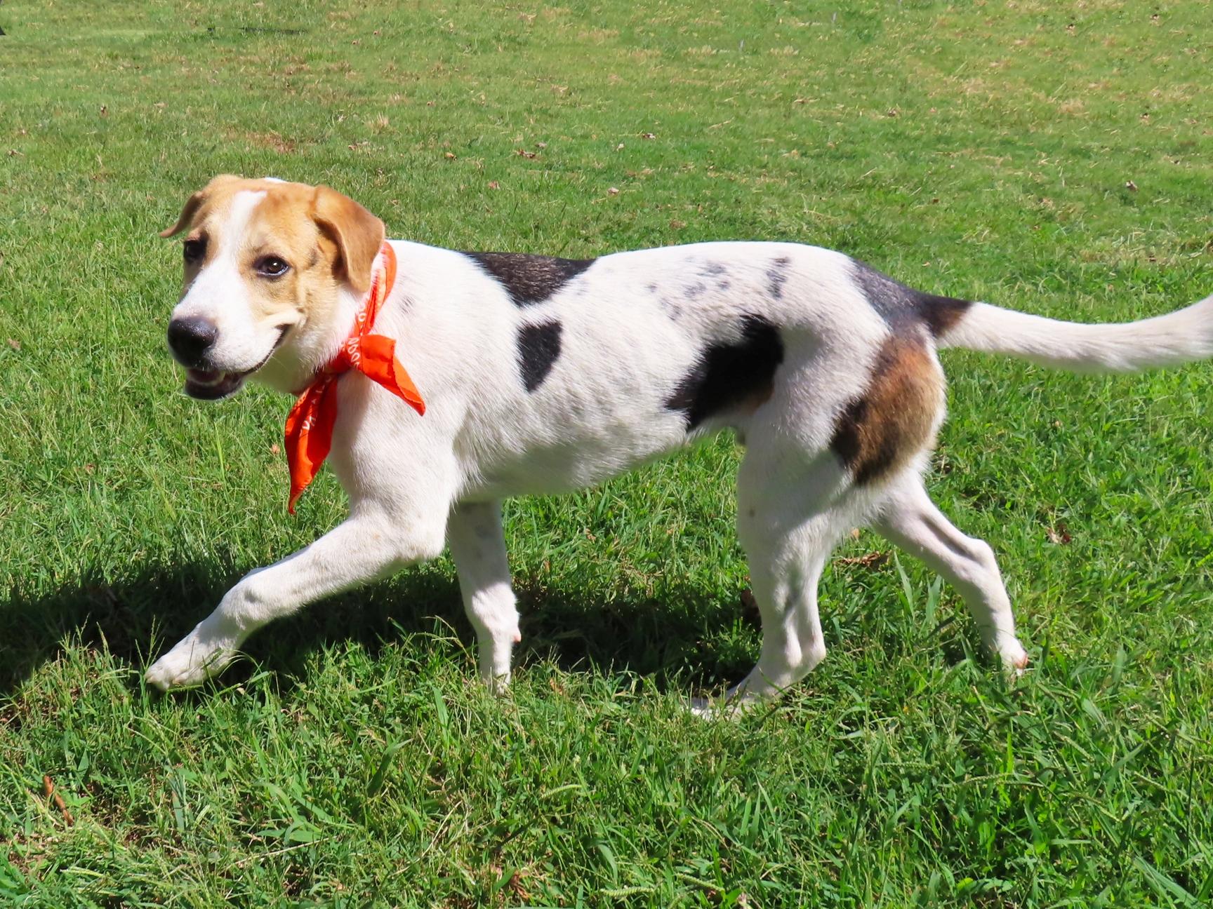 Enlarge Gizmo 26C-240, a Adoptable mixed breed in Rogers, AR image 5/5